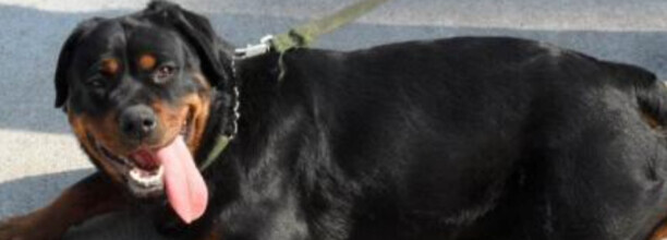 养罗威纳犬的七大禁忌 养罗威纳犬的七大禁忌