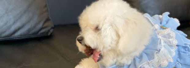 如何训练狗狗大小便,怎么教狗狗用抽水马桶