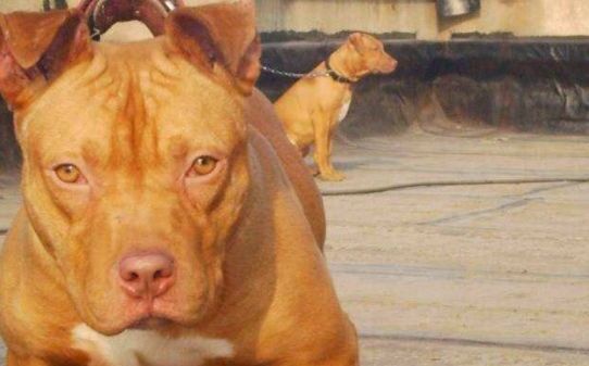 比特犬五个月了为什么不凶-比特犬怎么训练