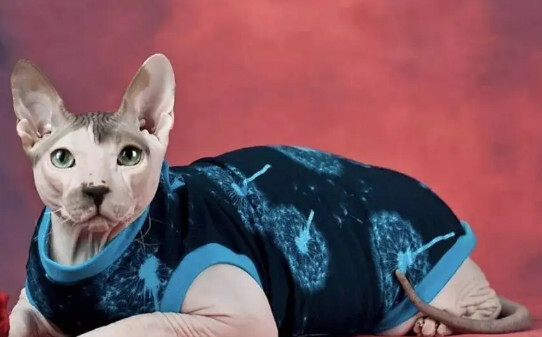 最贵的21种猫排名,五个名贵猫品种