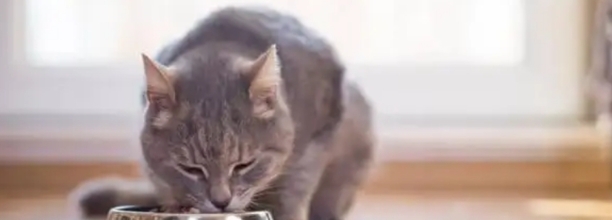 小猫咪嘴臭是正常的吗,猫咪嘴巴有腥臭味正常吗