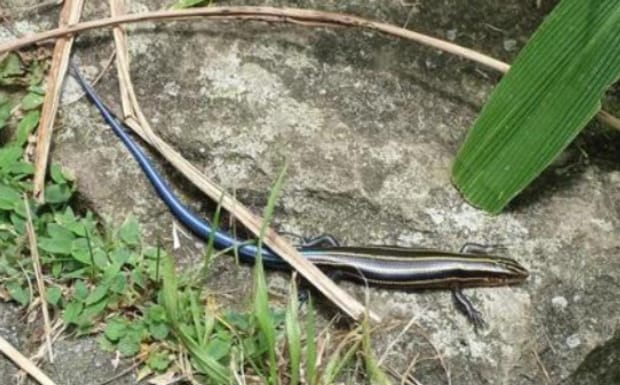 野生蓝尾蜥蜴可以养吗,蓝尾金蜥适合当宠物吗