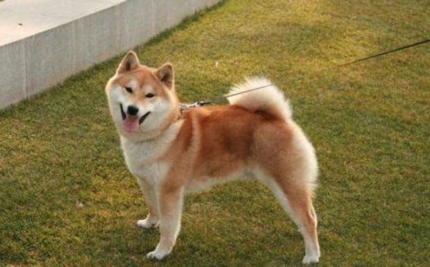 柴犬为什么喜欢钻在床底下-柴犬淘气吗