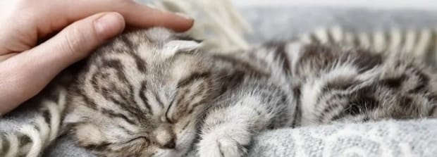 小猫咪又吐又拉怎么办,猫咪又拉又吐是什么原因 小猫咪又吐又拉怎么办,猫咪又拉又吐是什么原因