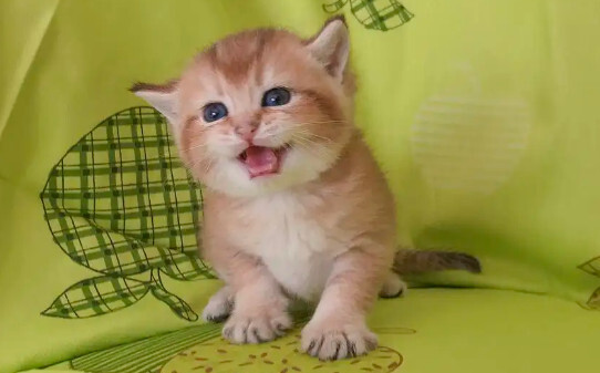 橘猫是土猫吗-怎么辨别橘猫和土猫