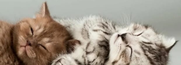 猫欺负另一只猫的表现-新猫欺负旧猫怎么办