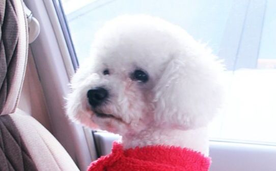 比熊犬怎么训练大小便 比熊犬怎么训练大小便