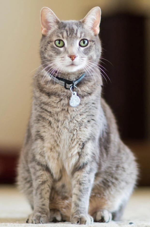 猫猫拉肚子拉稀怎么办