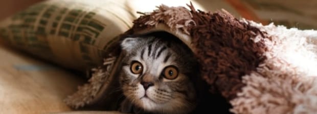 猫咪可以吃蛋糕里的肉松吗,猫能吃肉松吗