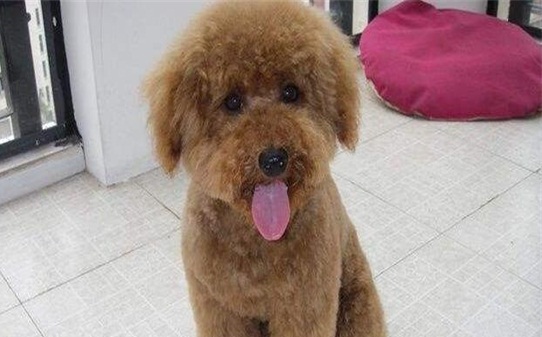 泰迪犬爱叫吗,泰迪见生人总叫怎么办