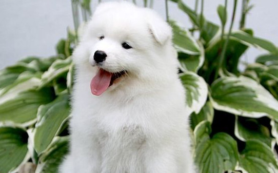 萨摩耶犬训练主要以下两种方式