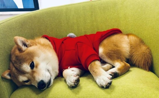 五度天气对狗狗来说冷吗,冬天5℃柴犬睡阳台会不会冷