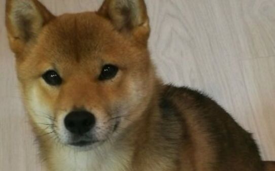 柴犬五个月是尴尬期吗,柴犬尴尬期几个月