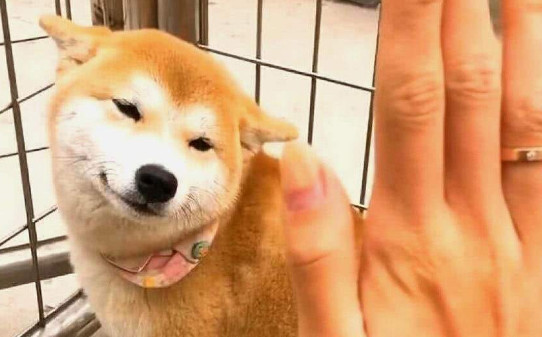 小柴犬跟土狗怎么区别,柴犬是土狗吗 小柴犬跟土狗怎么区别,柴犬是土狗吗