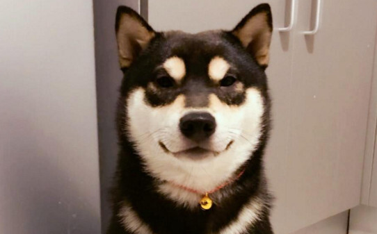 柴犬不让抱怎么办-柴犬信任主人的表现