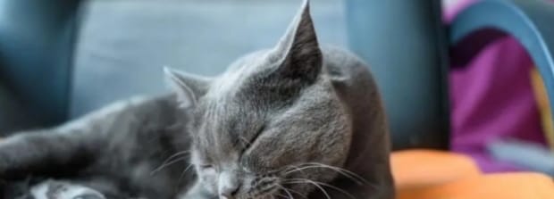 猫咪吐黄绿色粘稠物是咋回事-猫咪吐黄色粘稠物是怎么回事