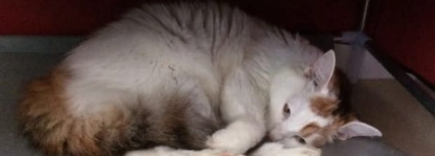 猫尿闭在家如何治,猫咪尿闭在家怎么处理 猫尿闭在家如何治,猫咪尿闭在家怎么处理