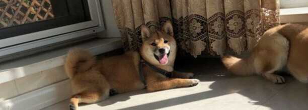 柴犬为啥不建议新手养-柴犬为什么不适合家养