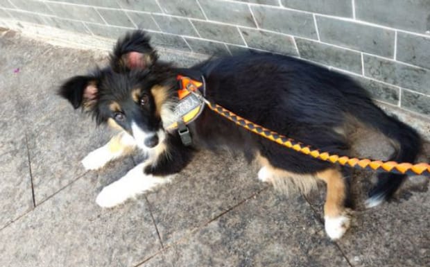 边境牧羊犬怎么训练,边境牧羊犬的训练方法