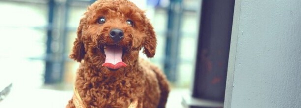 泰迪怎么训练大小便,泰迪犬大小便训练 泰迪怎么训练大小便,泰迪犬大小便训练