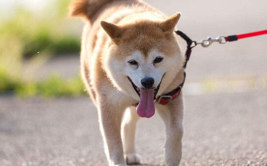 养柴犬家里会臭吗-柴犬臭吗