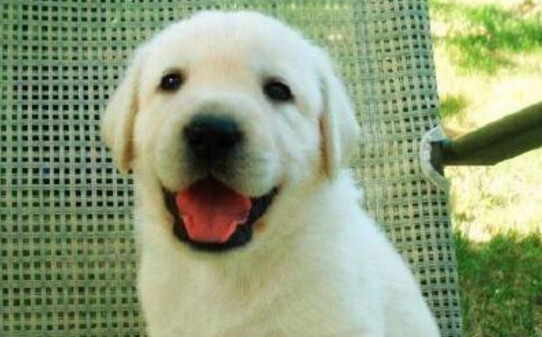如何训练拉布拉多幼犬