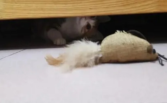 怎么不让猫咪钻床底下,猫喜欢钻床底需要制止吗