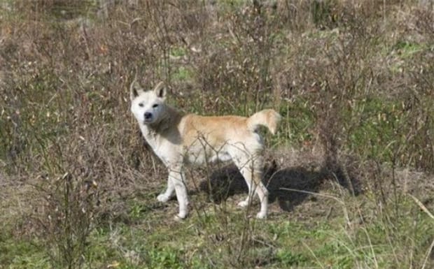 如何训练土狗当猎犬,土狗怎么训练