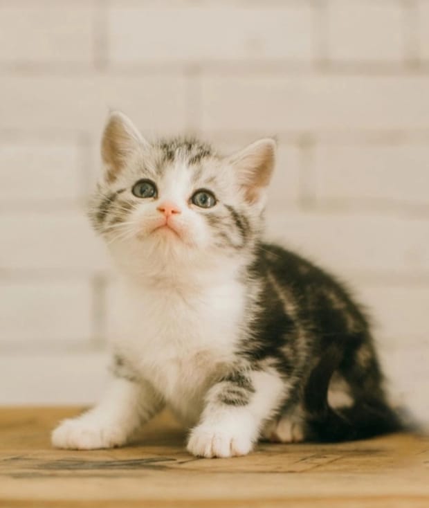 猫猫拉肚子拉稀怎么办