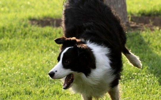 边牧驯养技巧-边境牧羊犬的训练方法 边牧驯养技巧-边境牧羊犬的训练方法