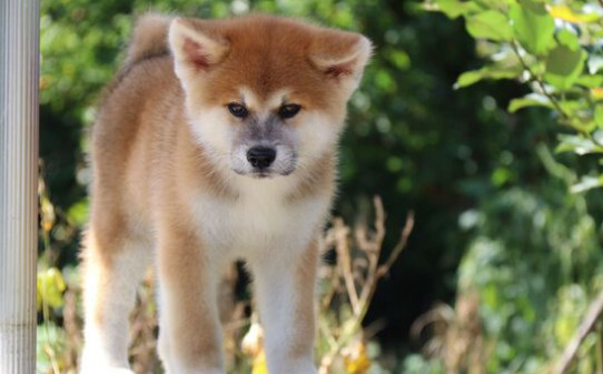 为什么不建议养柴犬-主人把柴犬打怕了怎么办