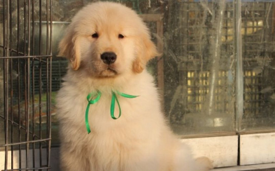 怎样训练金毛犬大小便-怎么教金毛上厕所 怎样训练金毛犬大小便-怎么教金毛上厕所
