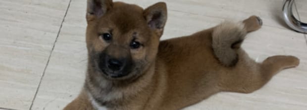 秋田犬和柴犬的差别,秋田犬柴犬区别