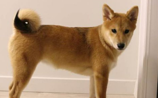 柴犬为啥不建议新手养-柴犬为什么不适合家养
