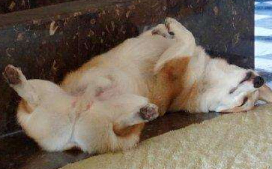 柯基犬断尾的标准
