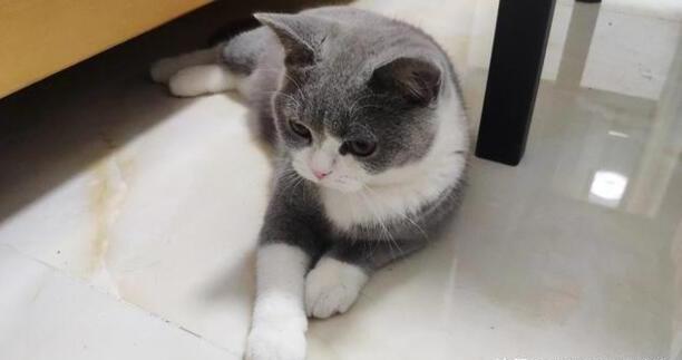 猫咪喜欢吃哪些食物,猫一般吃什么食物