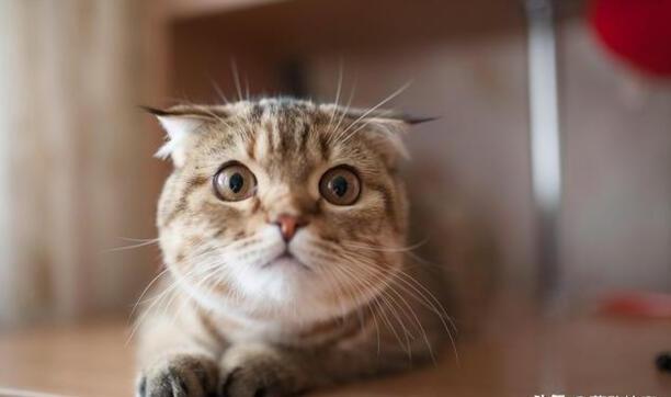 猫咪总是吐是怎么回事,猫咪呕吐是什么原因