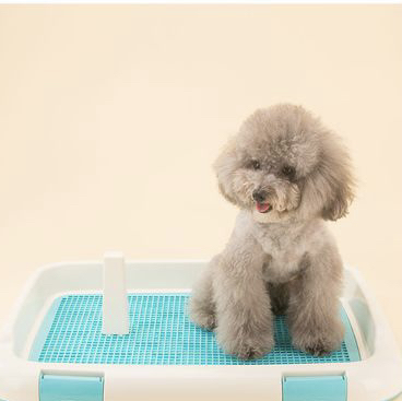 比熊犬怎么训练大小便 比熊犬怎么训练大小便