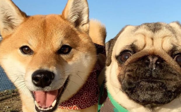 柴犬圆脸和尖脸如何区别,怎么判断柴犬圆脸和尖脸