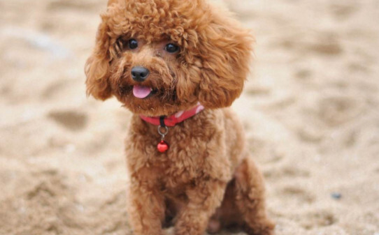 巨型贵宾犬怎么训练,贵宾犬训练方法