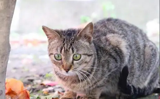 狸花猫发腮好还是不发腮好-狸花猫会发腮吗