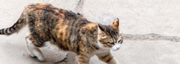 冬天野猫会冻死吗-野猫冬天会不会冻死