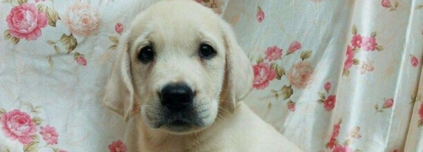 大拉布拉多训练方法,拉布拉多犬训练注意事项