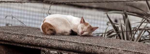 养猫可以养雪柳吗-养猫能不能养雪柳吗 养猫可以养雪柳吗-养猫能不能养雪柳吗