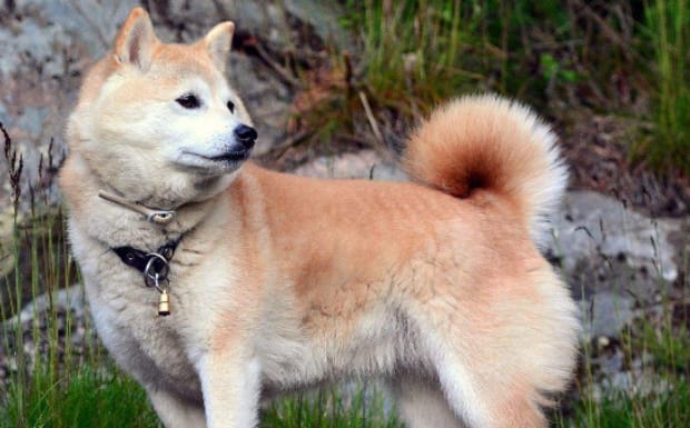 四个月的柴犬是不是已经认主了-柴犬一生会认几个主人