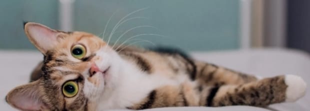 猫咪冬天掉毛多为什么-猫冬天掉毛为什么这么严重