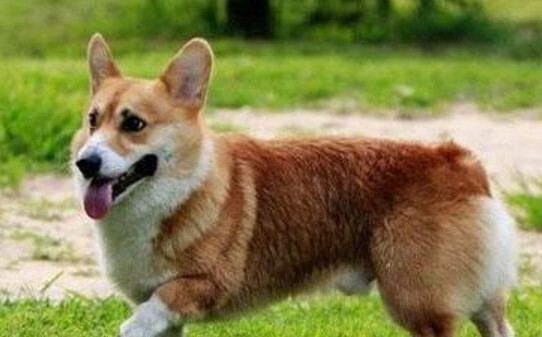 柯基犬断尾的标准