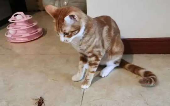 猫抓蟑螂吃蟑螂咋办-猫吃了蟑螂怎么办