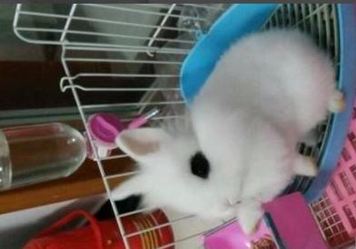 兔子的饲养方法,养兔子技术