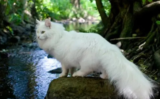 最贵的21种猫排名,五个名贵猫品种